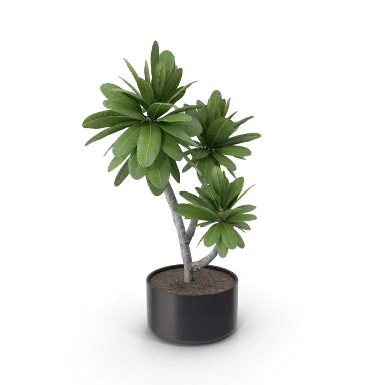 OOGLOO-Plants-4